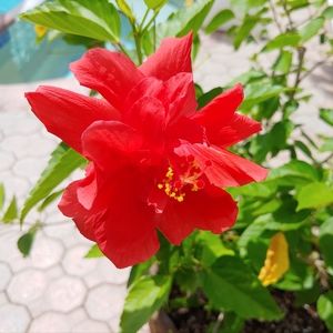 Meet your Posher, Olga